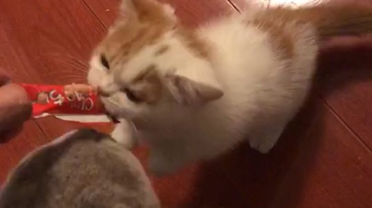 疯狂乱抓 猫口夺食