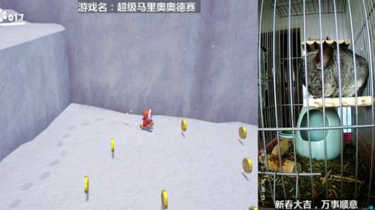 硕鼠的日常 2018-02-21 15点场
