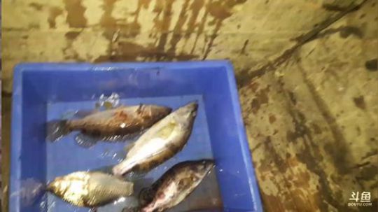 夜战水库，颠颠的鱼叉已经饥渴难耐 2018-02-24 19点场