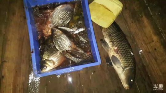 夜战水库，颠颠的鱼叉已经饥渴难耐 2018-02-24 21点场