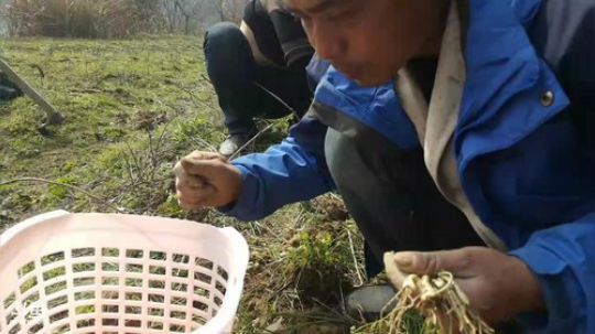 收网，挖竹笋！ 2018-02-25 13点场