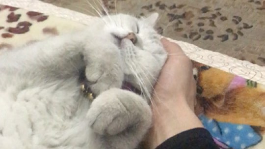 捂着脸在我手心里睡觉觉~