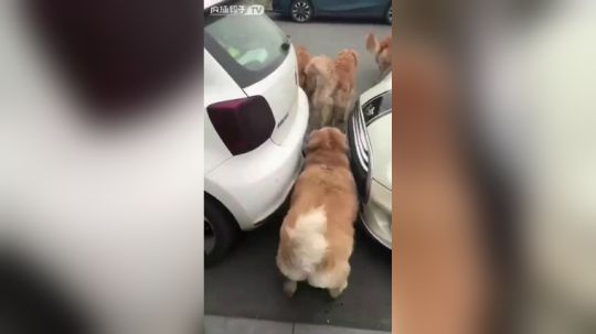 狗狗的世界我们不懂，生活是真的好