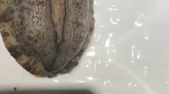 这玩意好啊！