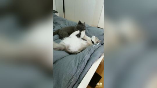 信陵君抢了周赛乐就跑发布了一个斗鱼视频2018-03-14