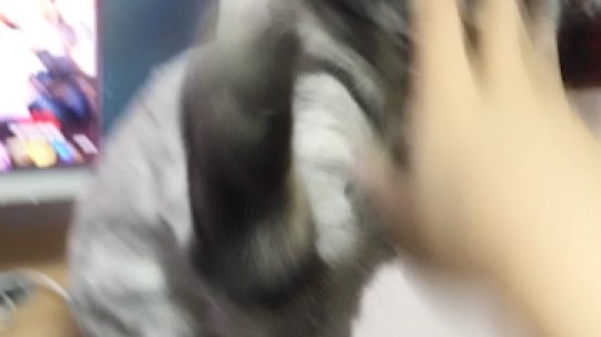 撸猫