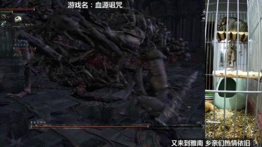 硕鼠的日常 2018-03-16 20点场