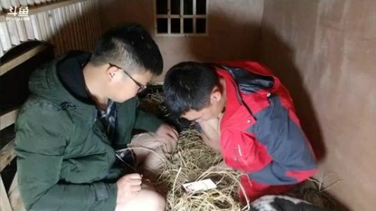 一笼，一人，一鸡，一狗，一晚，鸡要活下来 2018-03-20 23点场