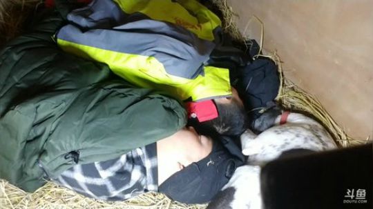 一笼，一人，一鸡，一狗，一晚，鸡要活下来 2018-03-21 05点场