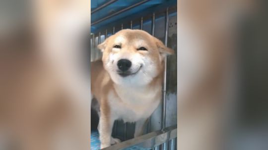 这个表情 好似很享受~