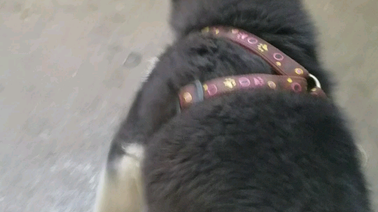 谁说我二哈笨，好吧，一秒翻车