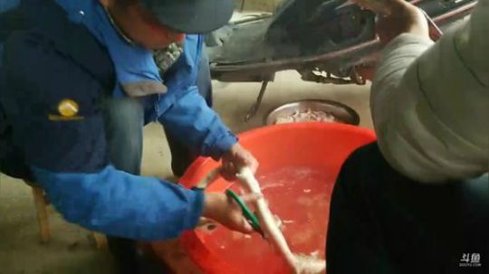 80根牛鞭的大场面！ 2018-04-05 17点场