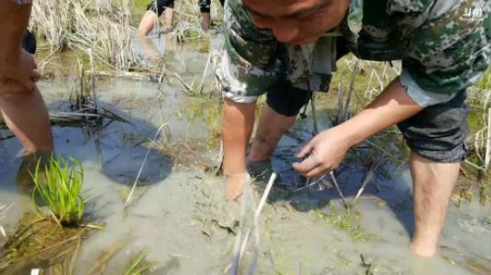 抓龙虾捡田螺， 2018-04-10 09点场