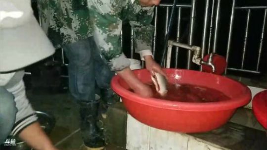 田间抓龙虾 2018-04-12 19点场