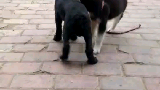 战斗吧，娜塔莎，麻蛋输了