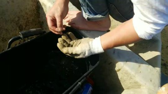 手线：桂鱼钓！ 2018-04-18 16点场