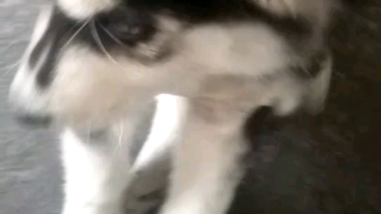 我二哈不喜欢我唱歌呢