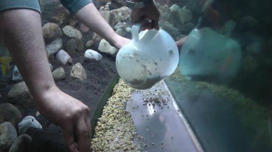 【合集】水族箱专栏 takashi amano tribut