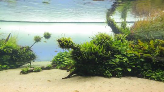 【合集】水族箱专栏 forest underwater by