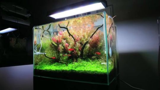 【合集】水族箱专栏 the best planted aqu