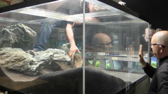 【合集】水族箱专栏 编号2