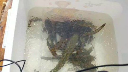 涨水的鱼退水的虾。 2018-05-07 14点场