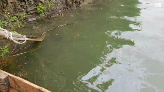 涨水的鱼退水的虾。 2018-05-07 10点场