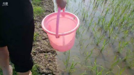 订个小目标扣2斤黄鳝， 2018-05-08 15点场