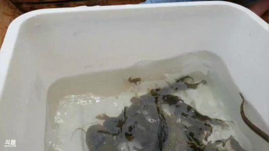 桂鱼钓，大地笼，鱼货多多多 2018-05-09 10点场