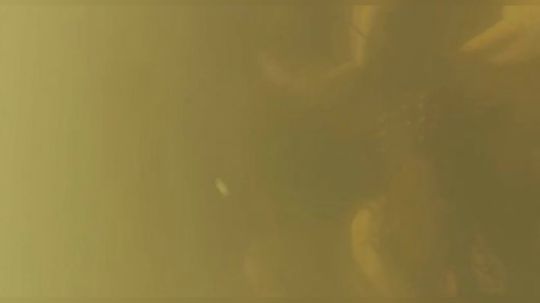 【深夜海鲜食堂】白色巨型小龙虾，肚子里全是卵！好肥美！