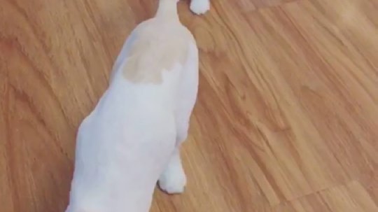 新款逗猫棒了解一哈