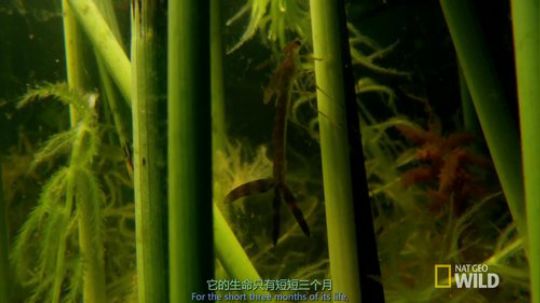 【1080P 双语】豆娘脱壳记