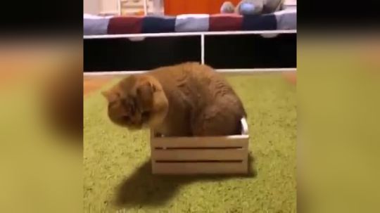 好一只肥猫！