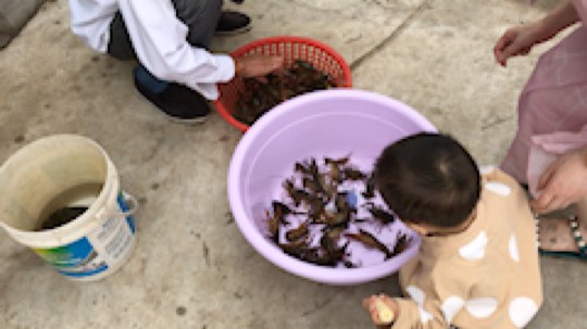早上收的地笼。在蓝蓝老家高邮。