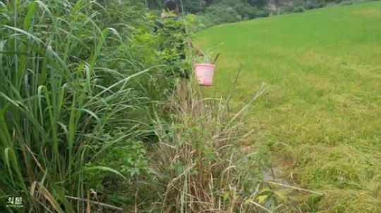 胜哥老二生活第二天。 2018-06-02 14点场