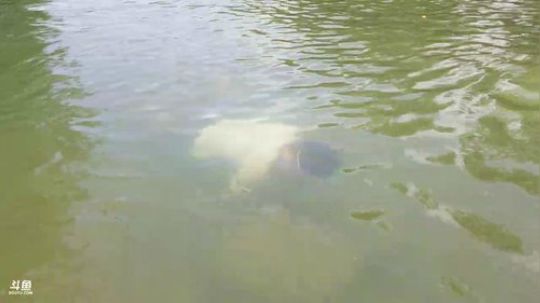 石锤小鱼人＋勾甲鱼 2018-06-07 12点场