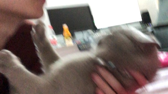 被猫嫌弃的铲屎熊