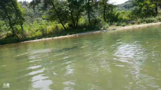 石锤小鱼人＋勾甲鱼 2018-06-07 12点场