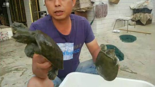 河道潜水徒手摸鱼！鱼获贼给力！ 2018-06-11 17点场