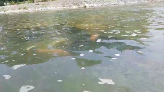 河道潜水徒手摸鱼！鱼获贼给力！ 2018-06-11 13点场