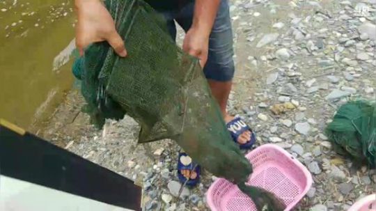 河道地笼，鱼儿多多多 2018-06-12 10点场