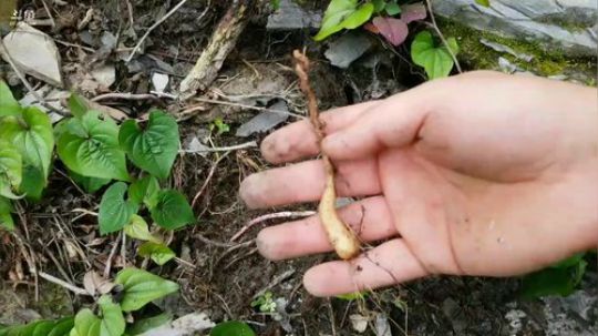 两位高山区的老人 2018-06-12 14点场