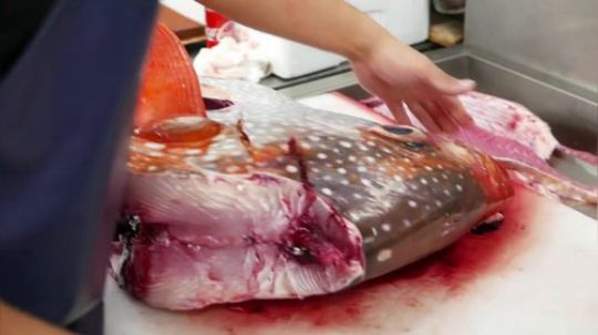 【日本美食】巨型月鱼.