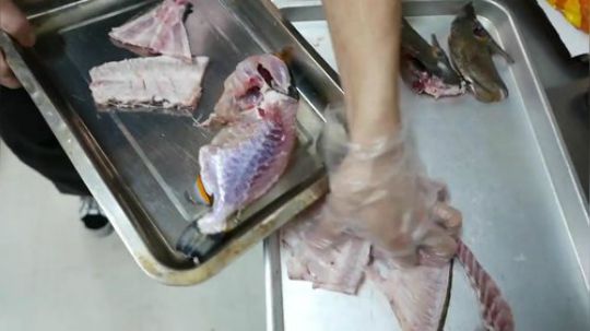 【路邊小吃】 小丑觸發魚全鱼宴
