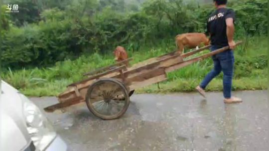 欢迎高老八入住高老庄 2018-06-22 08点场
