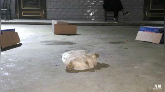 迎接敢死队送牛 2018-06-21 21点场