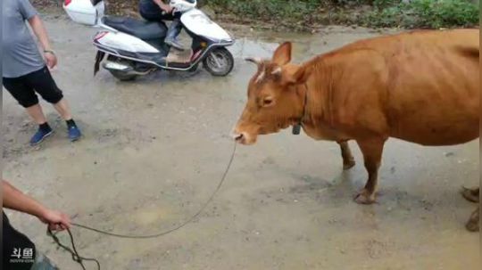 欢迎高老八入住高老庄 2018-06-22 10点场