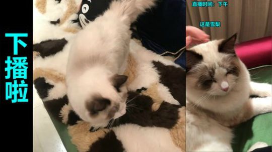 【紫蓝】惊天1打4咯~ 2018-06-26 23点场