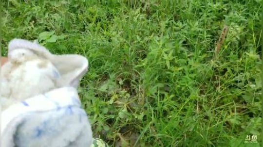 谁是魅力的瓜王？ 2018-07-07 09点场