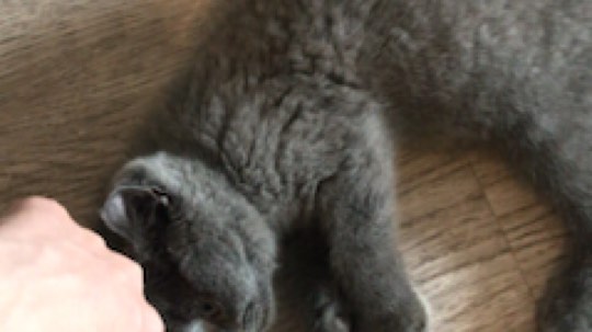 小舒君八块腹肌发布了一个斗鱼视频2018-07-13